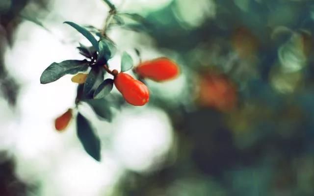 今日立夏 | 春盡夏來，萬物生長