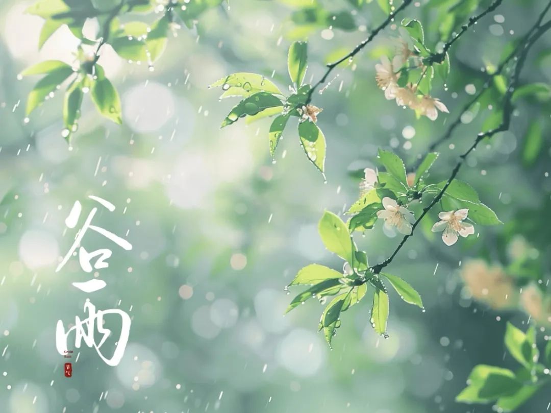 谷雨潤萬物，酥香寄深情